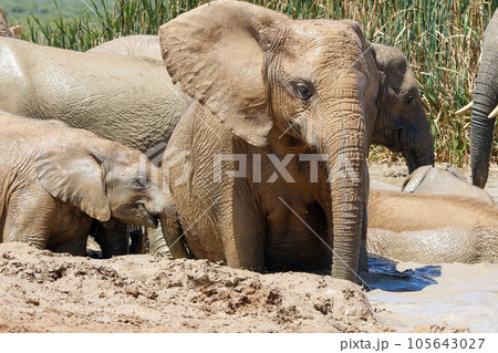 Elephants in addo National Park, South Africa Elephants in addo National Park, South Africa 105643027