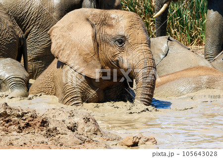 Elephants in addo National Park, South Africa 105643028