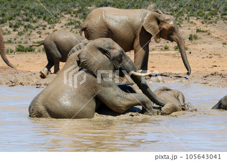 Elephants in addo National Park, South Africa Elephants in addo National Park, South Africa 105643041