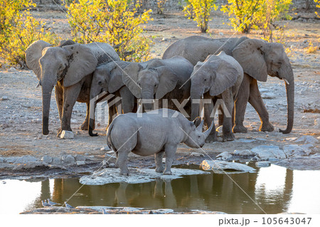 rhino and elephant at Etosha National Park, Namibia rhino and elephant at Etosha National Park, Namibia 105643047