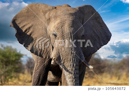 Elephant in ethosa national park, Namibia Elephant in ethosa national park, Namibia 105643072
