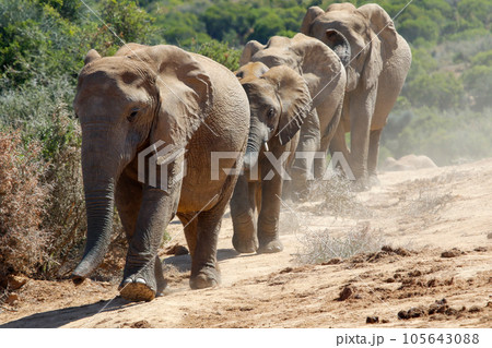 Elephants in addo National Park, South Africa 105643088
