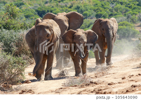 Elephants in addo National Park, South Africa 105643090