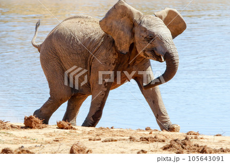 Elephants in addo National Park, South Africa 105643091