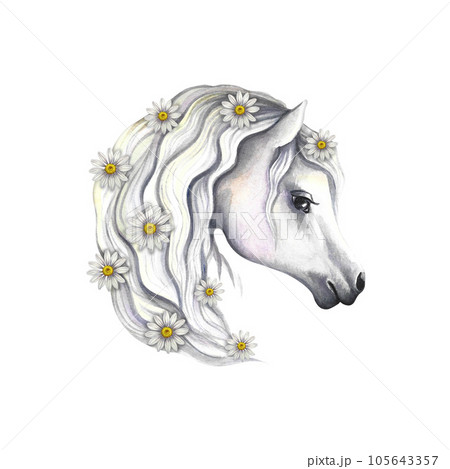 Portrait of a white horse decorated with daisies. Watercolor handmade. For printing, stickers and labels. Portrait of a white horse decorated with daisies. Watercolor handmade. For printing, stickers and labels. 105643357