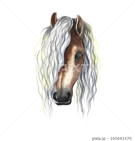 Horse portrait. Watercolor illustration. For printing, stickers and labels. For postcards, business cards and packaging. 105643370
