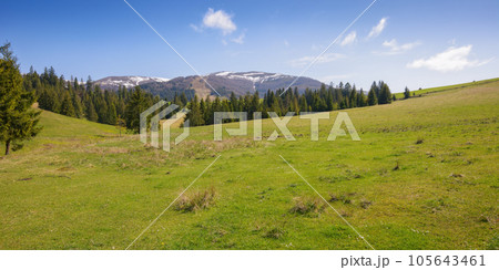 rural landscape with forested hills. spruce trees in the valley. beech trees on the distant hills. snow capped tops beneath a blue bright sky 105643461