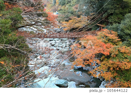 【徳島県】秋の紅葉した（祖谷のかずら橋） 105644122