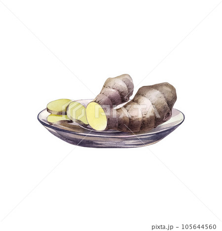 Ginger root. watercolor illustration. Isolate on white background. For design solutions for packaging, postcards Ginger root. watercolor illustration. Isolate on white background. For design solutions for packaging, postcards 105644560