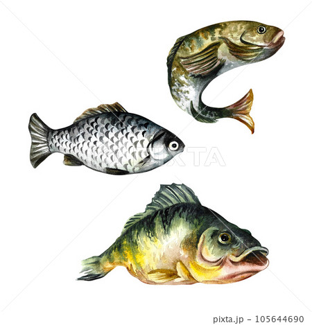 Set of fish, isolate on a white background. Watercolor illustration. For fishing. 105644690