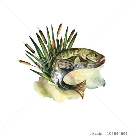 Composition with fish. Watercolor illustration. For fishing. For design, packaging, window stickers, banners 105644691