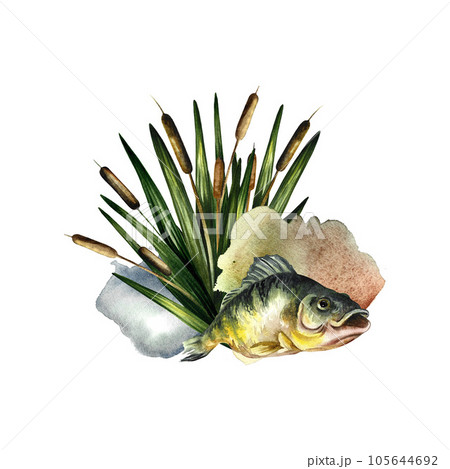 Composition with fish. Watercolor illustration. For fishing. For design, packaging, window stickers, banners Composition with fish. Watercolor illustration. For fishing. For design, packaging, window stickers, banners 105644692