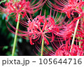 赤い彼岸花 105644716