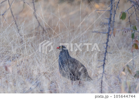 Red-Billed spur fowl in Etosha 105644744