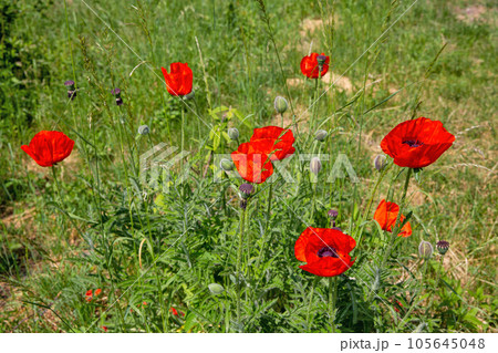 wild red poppies blooming on the field 105645048