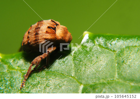 オオミスジマルゾウムシ 105645152