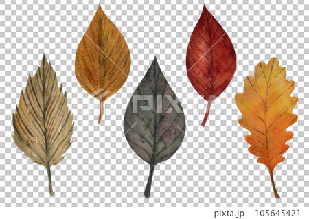 Set of watercolor leaves, hand painted illustration of floral elements isolated on a white background. Birch, aspen leaf in autumn colors for decoration of seasonal cliparts Set of watercolor leaves, hand painted illustration of floral elements isolated on a white background. Birch, aspen leaf in autumn colors for decoration of seasonal cliparts 105645421