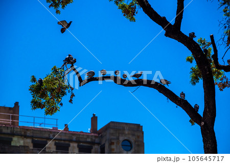 In Barcelona, doves perch on the branches of a tree. The increasing population of pigeons is becoming a significant issue in urban areas In Barcelona, doves perch on the branches of a tree. The increasing population of pigeons is becoming a significant issue in urban areas 105645717