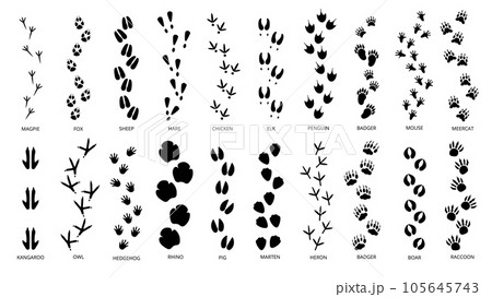 Animals footprints tracks black silhouettes. Pawprints, isolated animal footprint. Pets footsteps, different wild character foot step decent vector set Animals footprints tracks black silhouettes. Pawprints, isolated animal footprint. Pets footsteps, different wild character foot step decent vector set 105645743