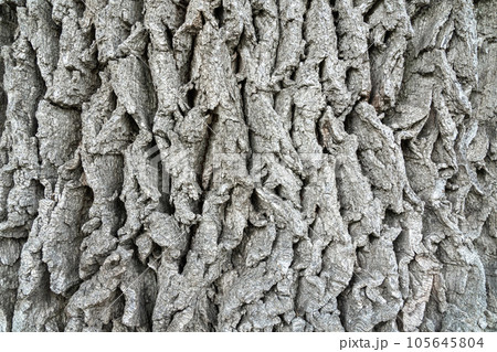 texture of old oak bark for the whole frame 105645804