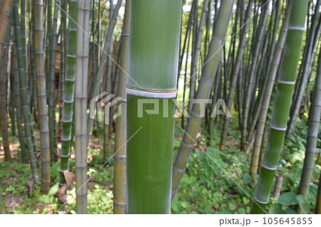 春の竹林 105645855