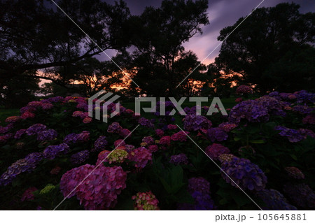 岩手県北上市　紫陽花と夕焼けの展勝地公園 105645881