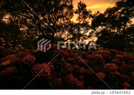 岩手県北上市 紫陽花と夕焼けの展勝地公園 岩手県北上市 紫陽花と夕焼けの展勝地公園 105645882