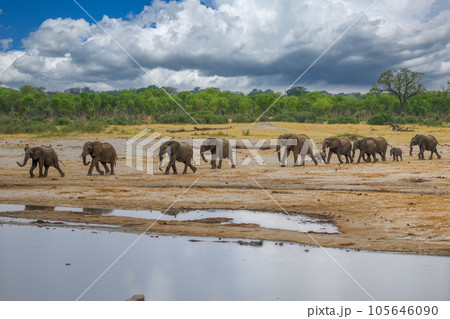 Elephants at Hwange national Park, Zimbabwe Elephants at Hwange national Park, Zimbabwe 105646090