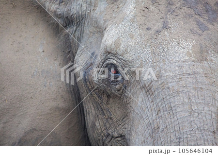 elephant at chobe national park, Botswana 105646104