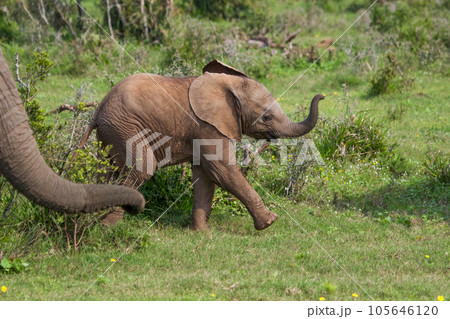 Elephants at Addo National Park, South Africa Elephants at Addo National Park, South Africa 105646120