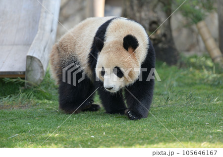 お散歩中の海浜 お散歩中の海浜 105646167