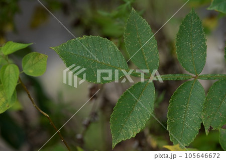 白膠木 ー ヌルデ 白膠木 ー ヌルデ 105646672