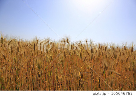 広大な麦畑と青空 105646765