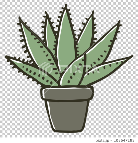 アロエの鉢植え 105647195