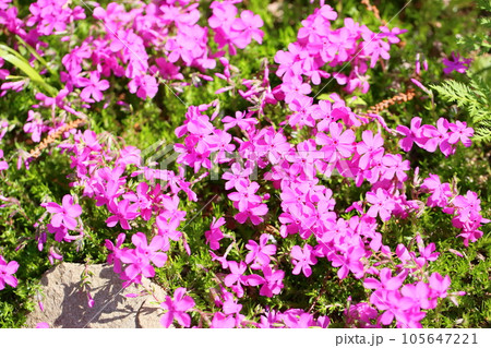 シバザクラの花 105647221