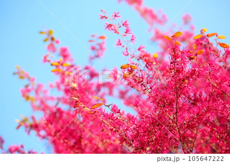 アカバナトキワマンサクの花 105647222