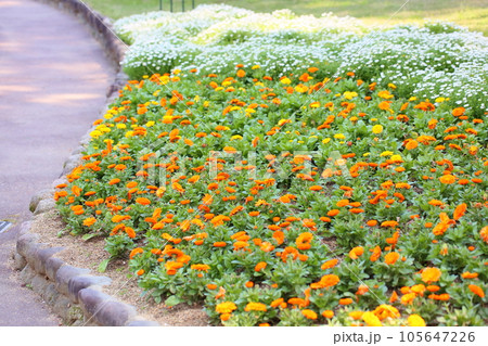 カレンジュラの花 カレンジュラの花 105647226