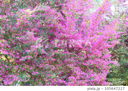 アカバナトキワマンサクの花 アカバナトキワマンサクの花 105647227