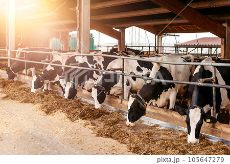Calf cow in cage, caring on bio farm farming, feed hay grass silage pets, dairy cattle breeds, cowshed feeding. Fleckvieh breed, happy dairy cows of sustainable development. Suitable for both milk 105647279