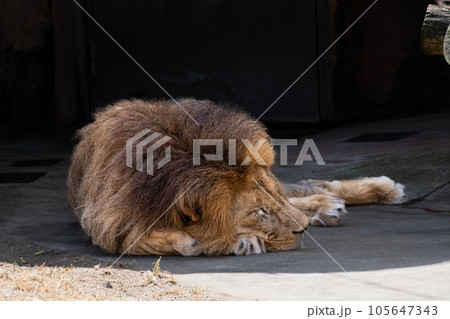 ライオン 105647343