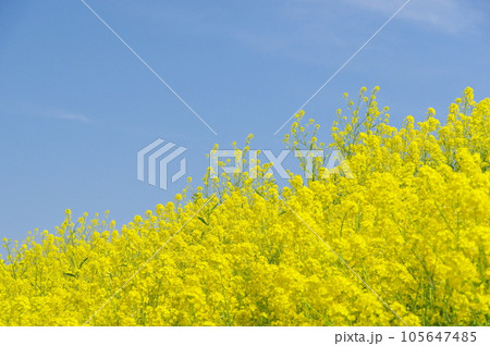 開花した菜の花 開花した菜の花 105647485