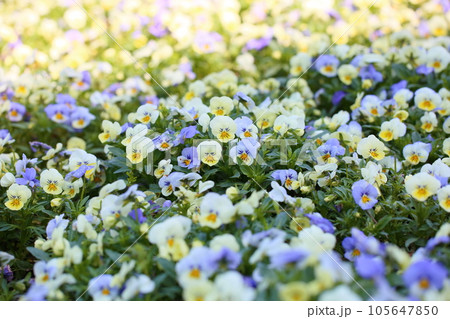 ビオラの花 105647850