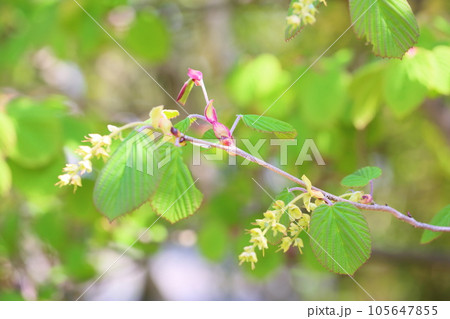 トサミズキの花芽 105647855