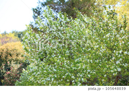 リキュウバイの花 リキュウバイの花 105648039
