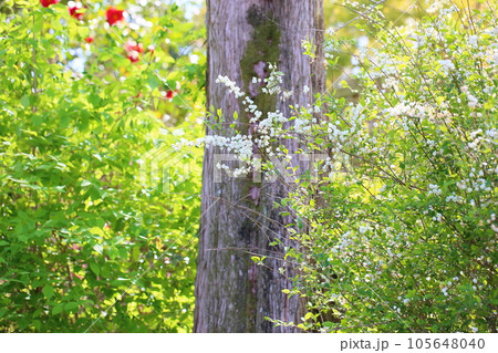 シジミバナの花 シジミバナの花 105648040