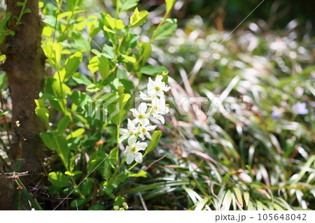リキュウバイの花 105648042
