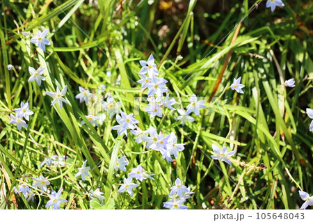 ハナニラの花 105648043