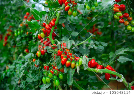 Ripe red cocktail tomatoes growing in glasshouse 105648114