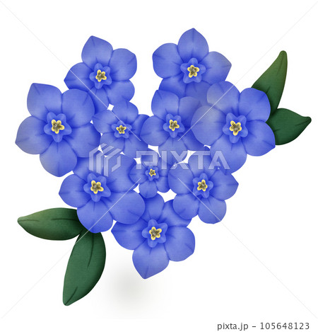 forget me not flowers blue flowers forget me not flowers blue flowers 105648123