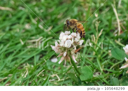 シロツメクサの蜜を吸うミツバチ シロツメクサの蜜を吸うミツバチ 105648299